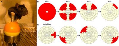 A behavioral task for investigating action discovery, selection and switching: comparison between types of reinforcer